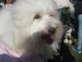/album/fotogaleria-specialna-vystava-psov-bichon-klub-slovensko-varin-12-9-2015/img-0599-jpg/